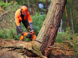 Best Utility Line Clearance  in Walnut Park, CA